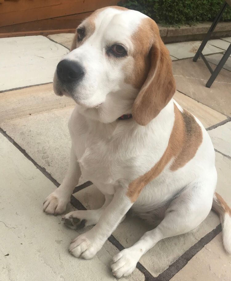 Image may contain: Strap, Chair, Furniture, Beagle, Hound, Animal, Mammal, Dog, Pet, Canine