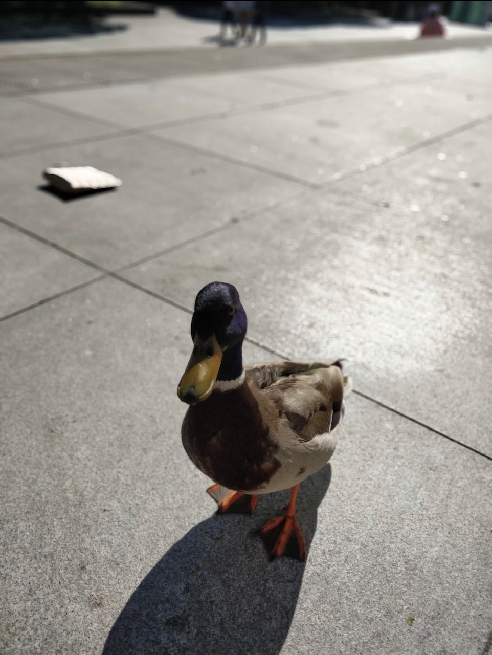 Image may contain: Person, Human, Canine, Pet, Dog, Mammal, Teal, Duck, Mallard, Waterfowl, Bird, Animal