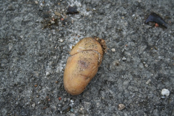 Object The Tab believes to be a potato