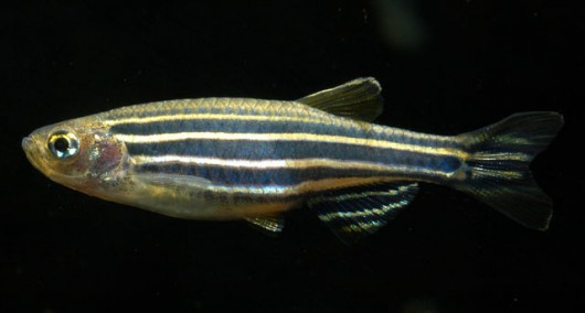 Zebrafish are a favourite target for Sheffield as they develop quicker and are similar to humans...