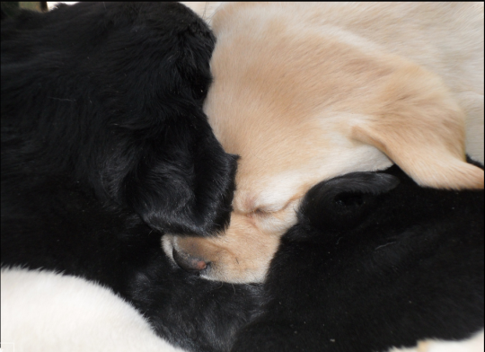 OMG SO FLUFFY