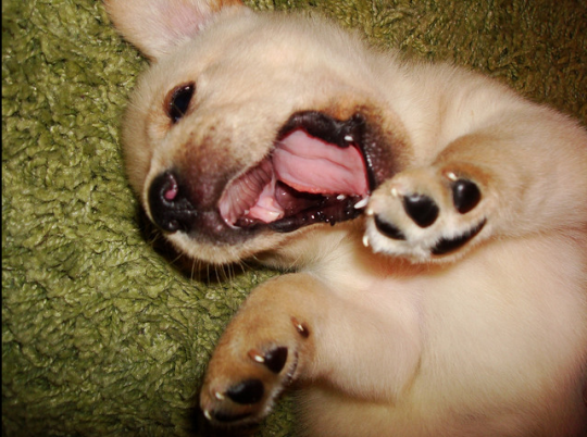 He's such a happy puppy. Yes he is yes he is!