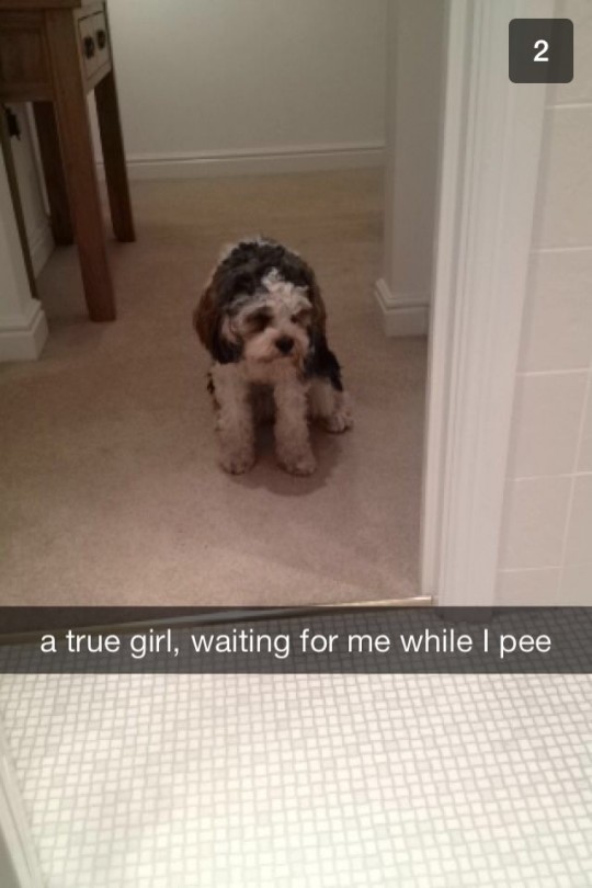 To be fair, that dog's pretty damn cute.