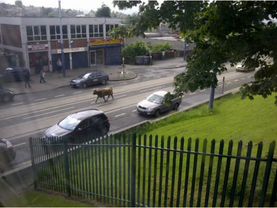 Mad cow