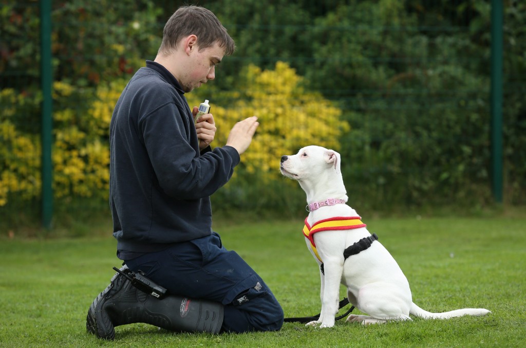 Craig holmes 25 RSPCS animal care assistant with deaf puppy Marni who is learning sign language in Sheffield. see rossparry copy RPYDEAF: An adorable deaf puppy who learns commands through sign language is looking for a new home. Marni, described as "full of fun and mischief", is four months old and is currently being cared for by a local RSPCA centre. But she's looking for a special owner who she can settle down with and start to enjoy a full and happy life despite her hearing problems.