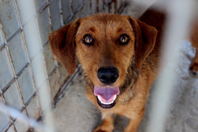 RPY_EVE_MOORE_DOGS_06