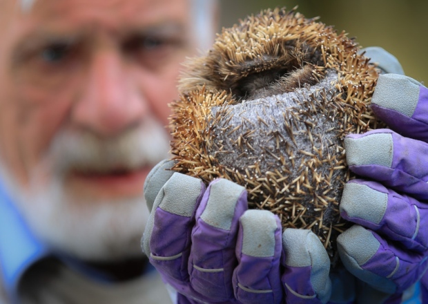 hedgehog