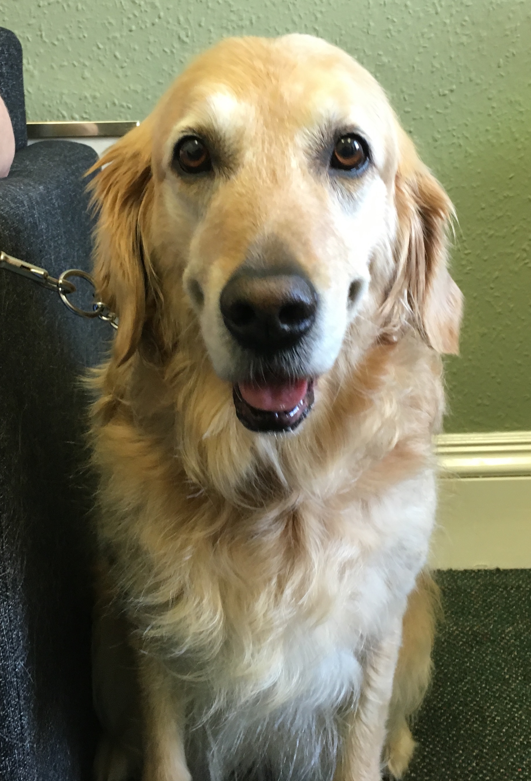 How could you say no to those cute puppy-dog eyes?