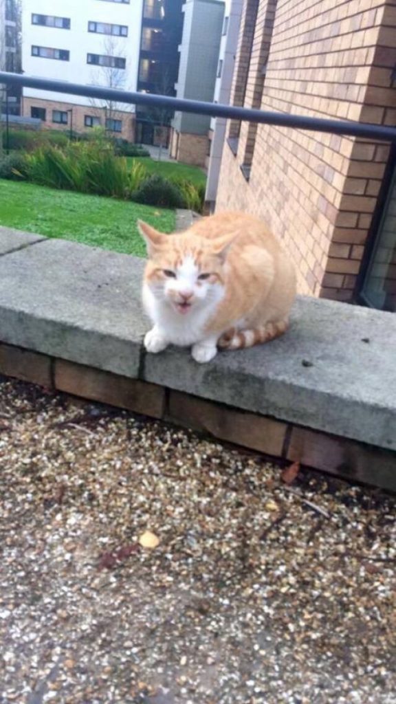 ranmoor-cat