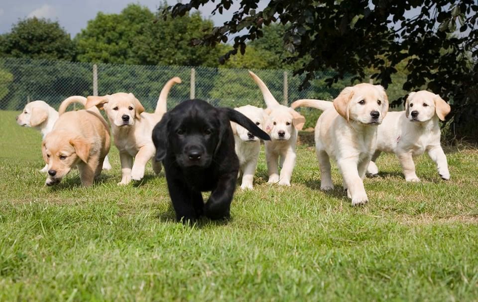 Image may contain: Pet, Mammal, Labrador Retriever, Dog, Canine, Animal