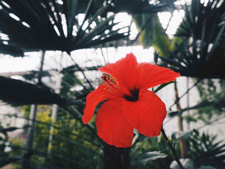 Image may contain: Poppy, Hibiscus, Geranium, Blossom, Gladiolus, Flower, Flora, Potted Plant, Plant