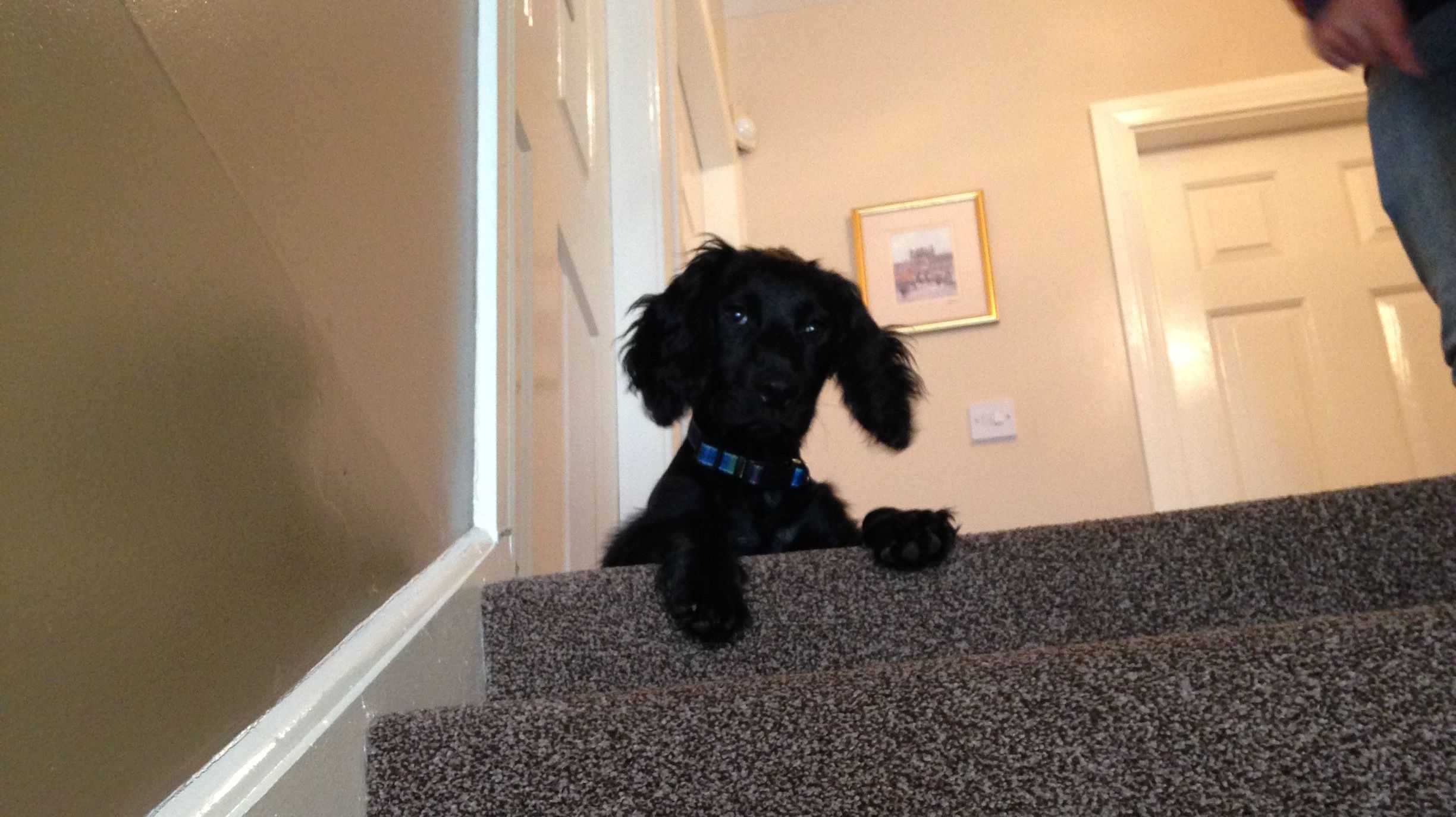 Image may contain: Spaniel, Pet, Mammal, Dog, Cocker Spaniel, Canine, Animal