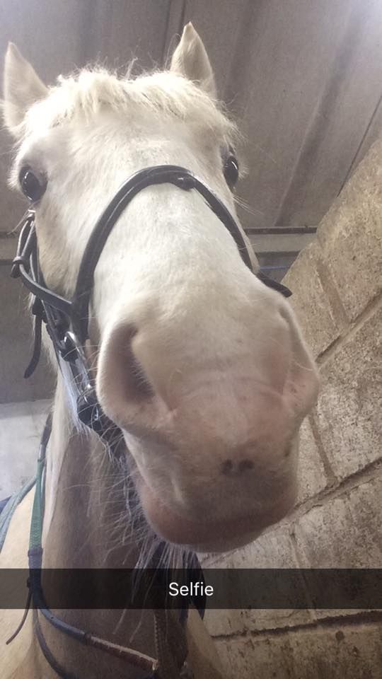 Image may contain: Mammal, Horse, Animal