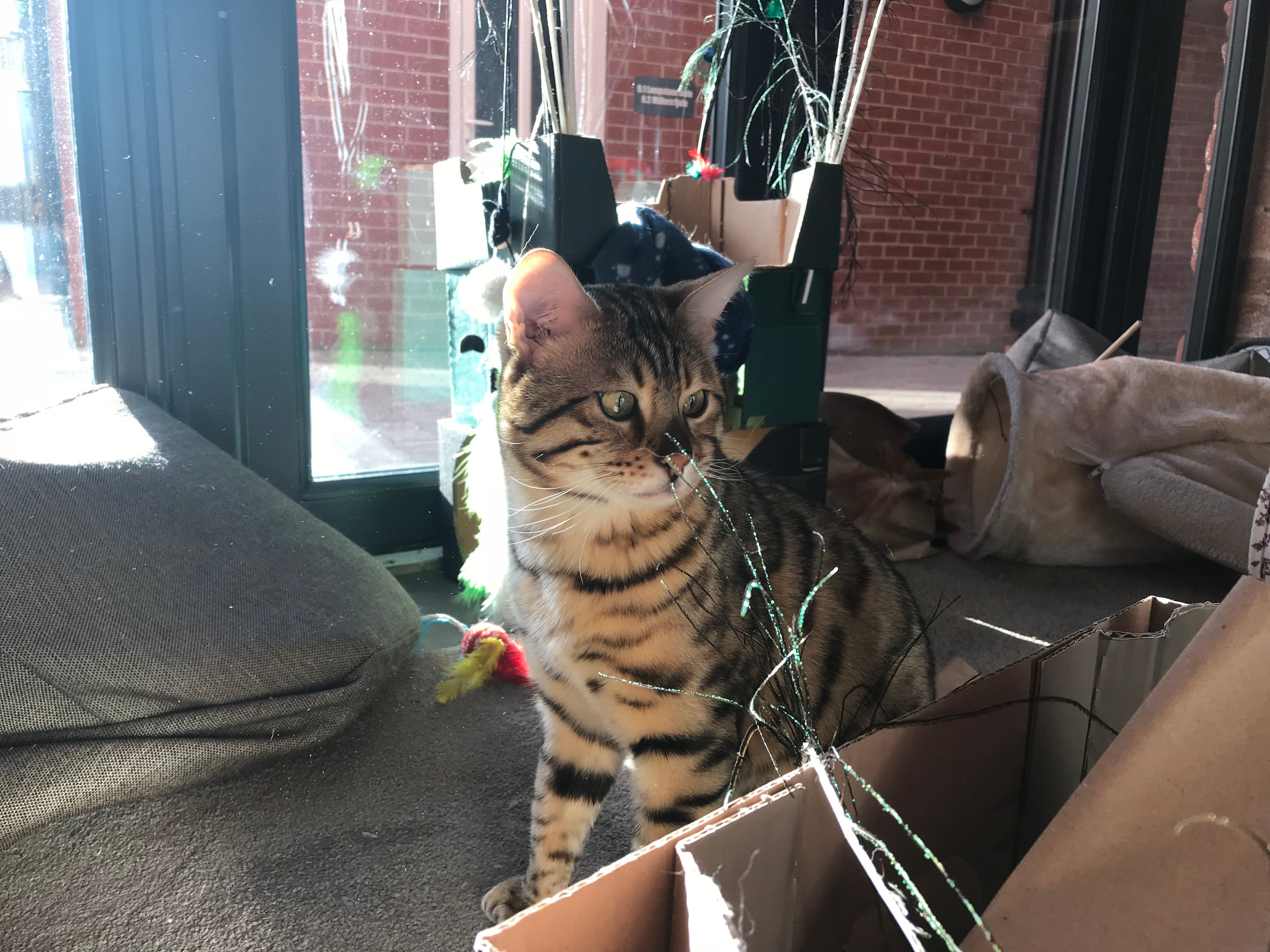 Image may contain: Pet, Mammal, Cat, Animal, Vase, Pottery, Potted Plant, Plant, Jar, Flora, Brick