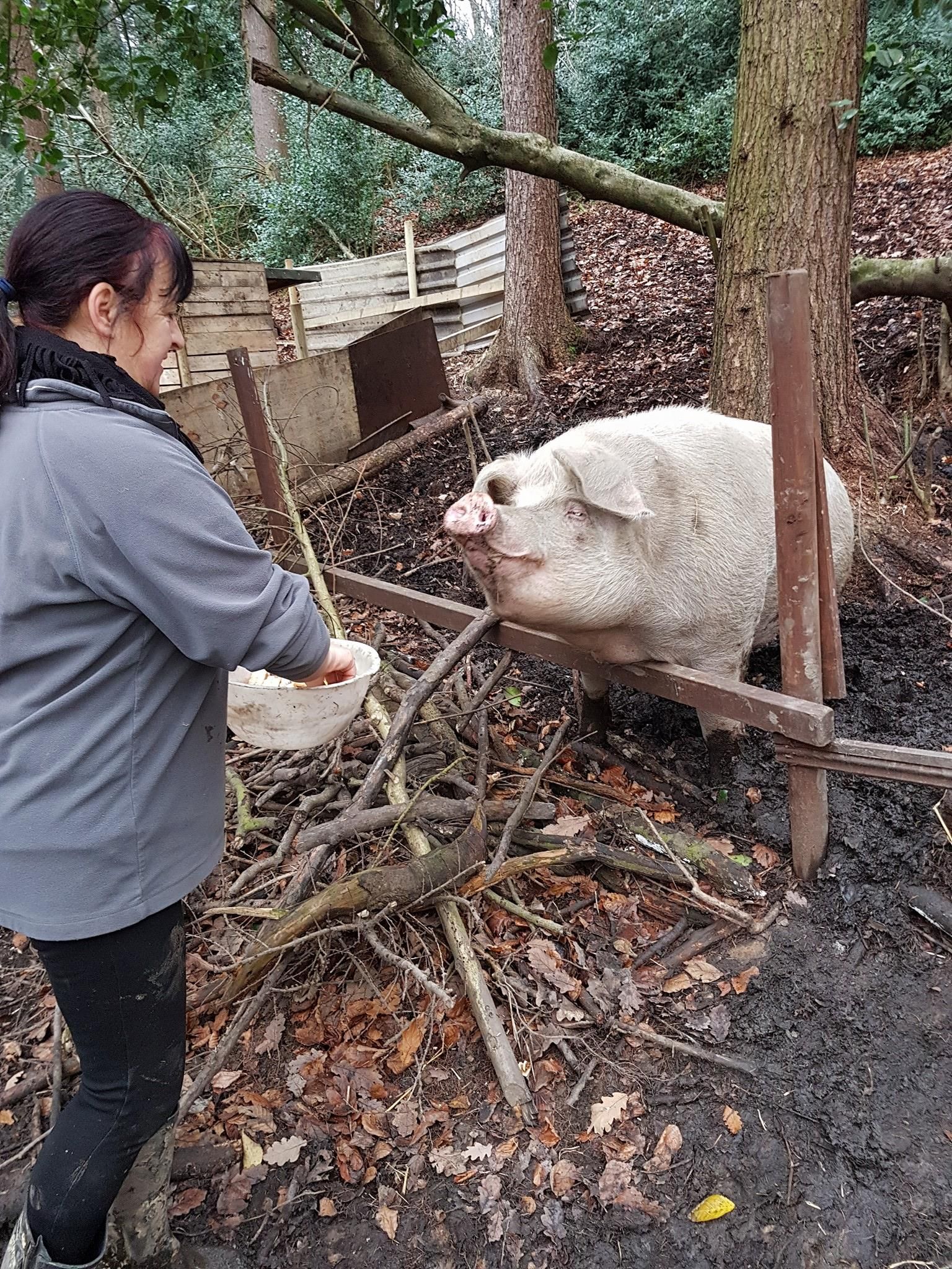 Image may contain: Pig, Mammal, Animal, Person, People, Human