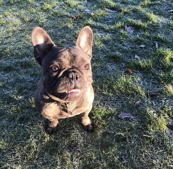 Image may contain: Pine, Yew, Tree, Plant, Flora, Conifer, French Bulldog, Pet, Mammal, Dog, Canine, Bulldog, Animal