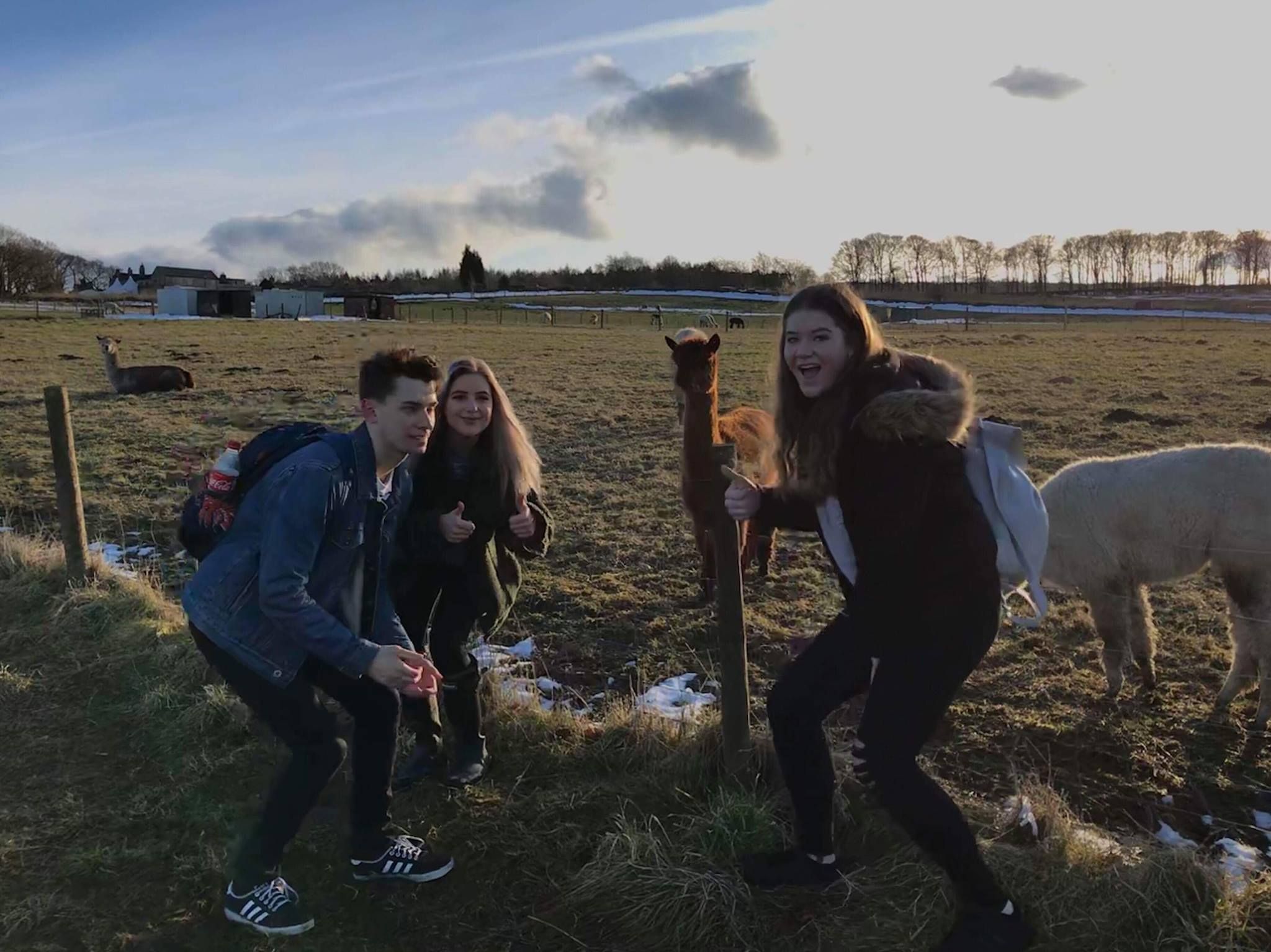Image may contain: Mammal, Llama, Animal, Alpaca, Person, People, Human