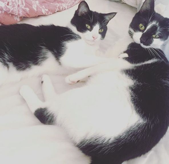 Image may contain: Pet, Manx, Mammal, Cat, Animal