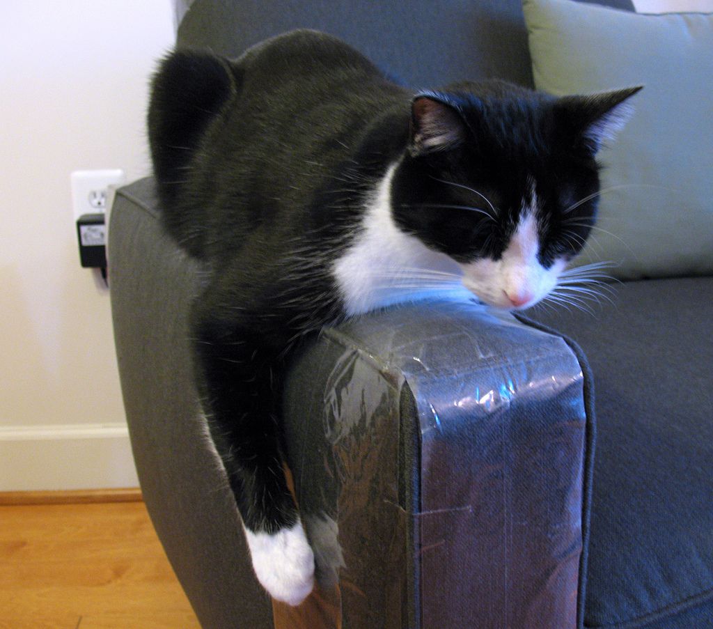 Image may contain: Cushion, Pet, Mammal, Cat, Animal, Chair, Couch, Armchair, Furniture