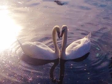 swans