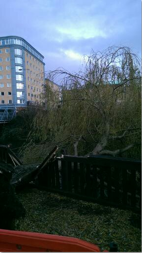 tree
