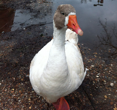 Deathroy's official public reappearance (Photo credit: Deathroy - The Lincoln Goose Facebook page)