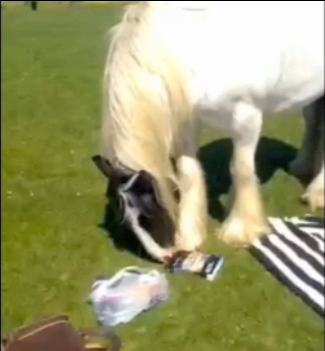 horse