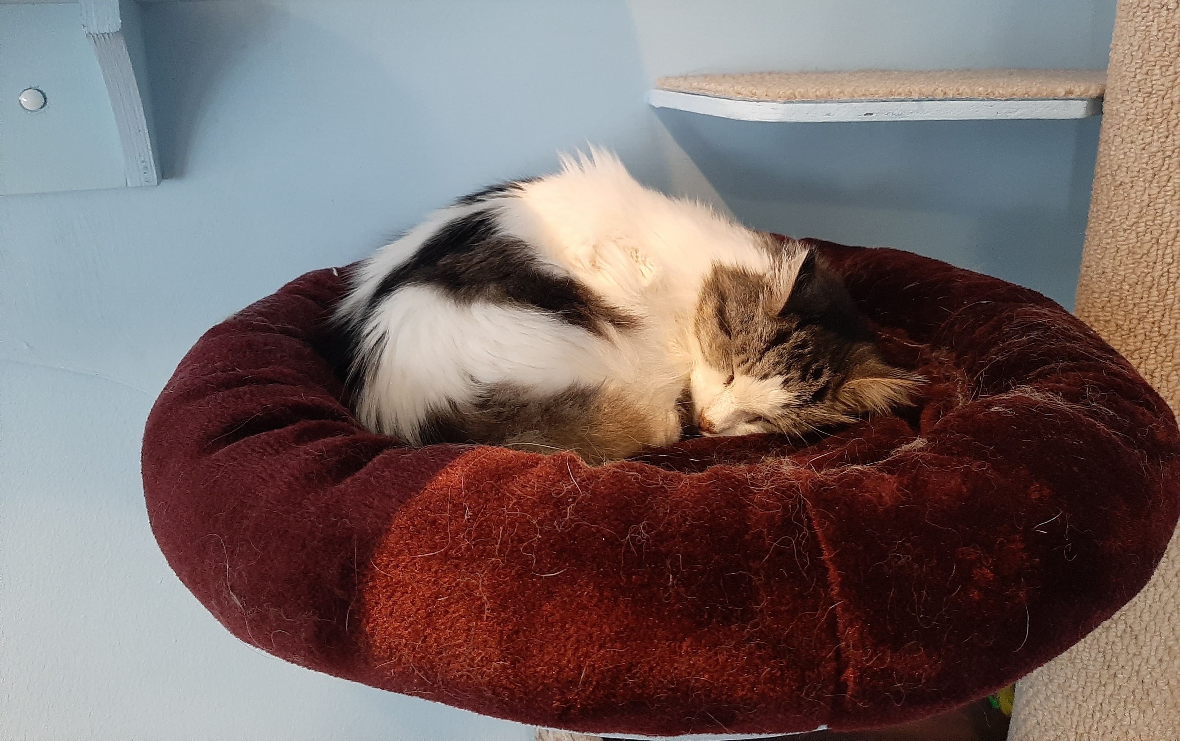 Image may contain: Cat, Pet, Animal, Mammal, Furniture, Couch