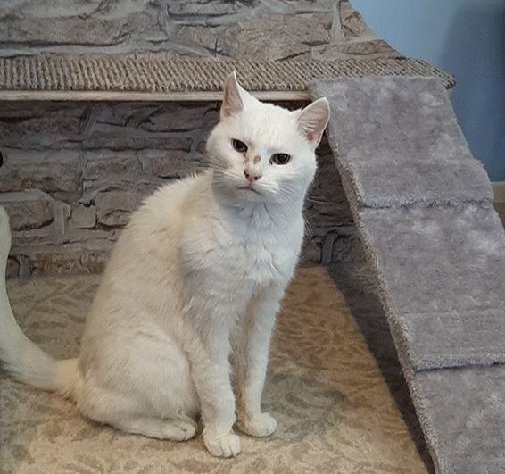 Image may contain: Furniture, Angora, Mammal, Pet, Cat, Animal