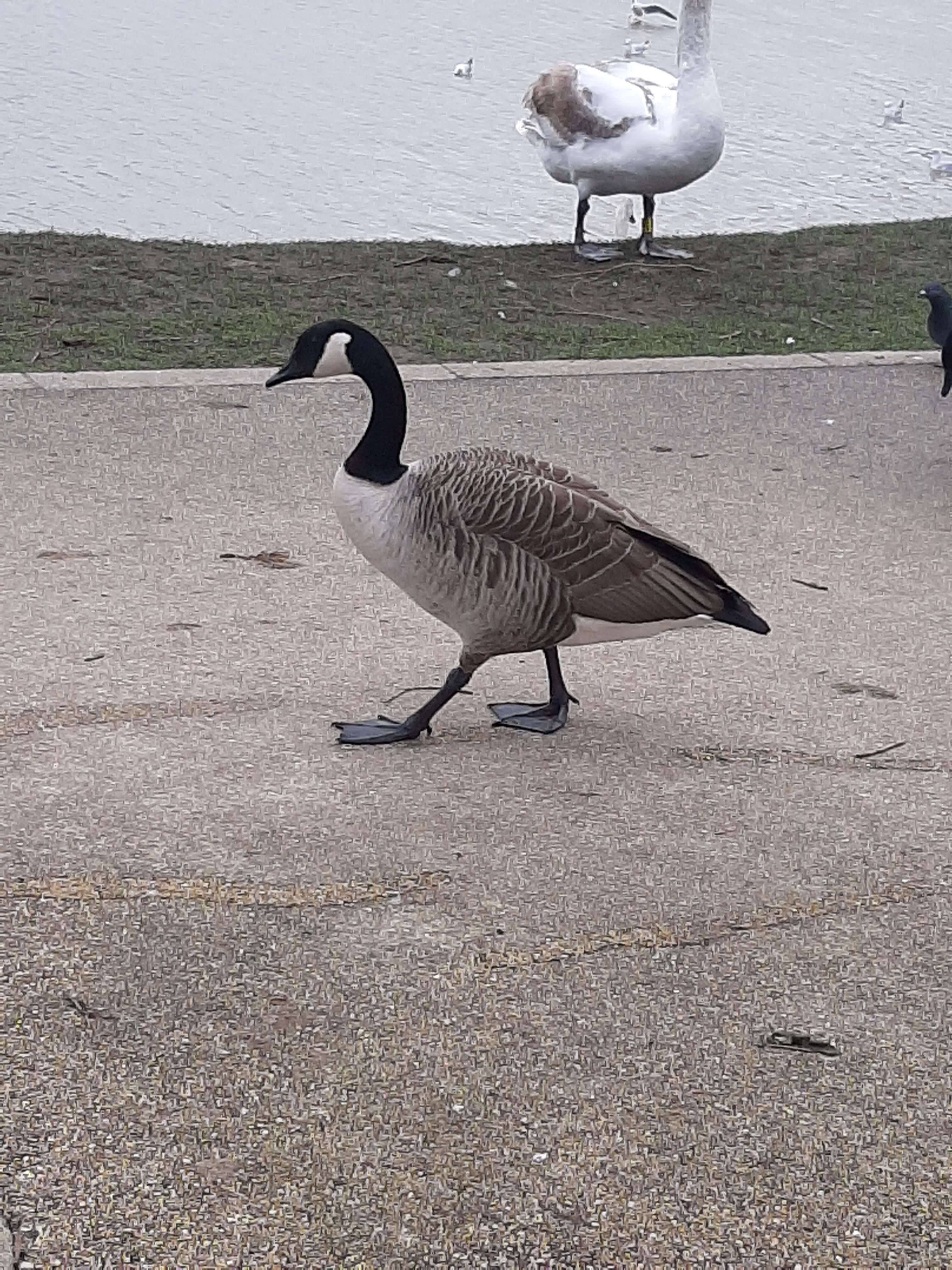 Image may contain: Gravel, Dirt Road, Road, Ground, Goose, Bird, Animal