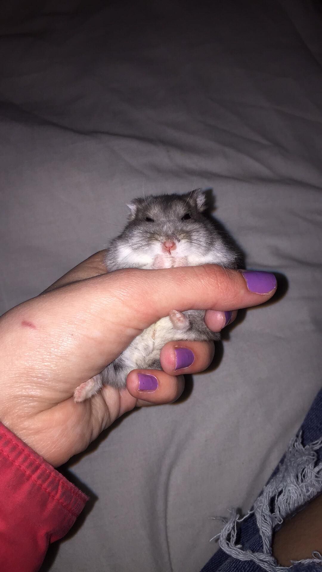 Image may contain: Rodent, Hamster, Mammal, Pet, Animal, Person, Human