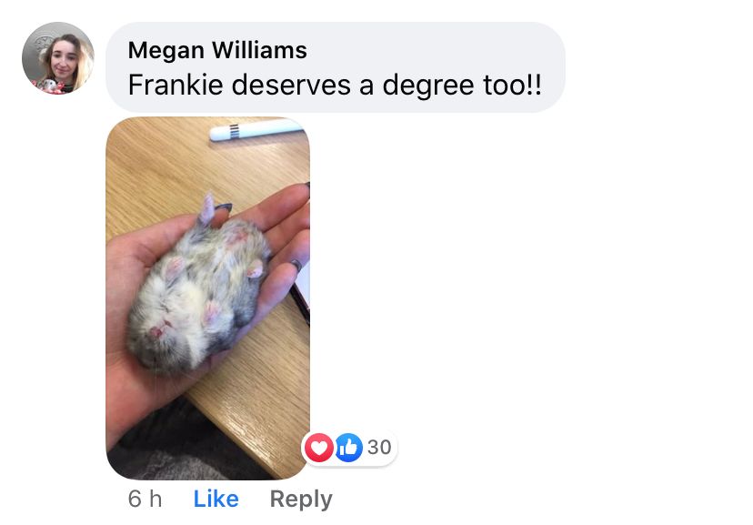 Image may contain: Text, Hamster, Rodent, Mammal, Pet, Animal, Person, Human