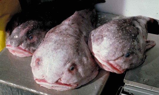 My face. ITS MELTING.