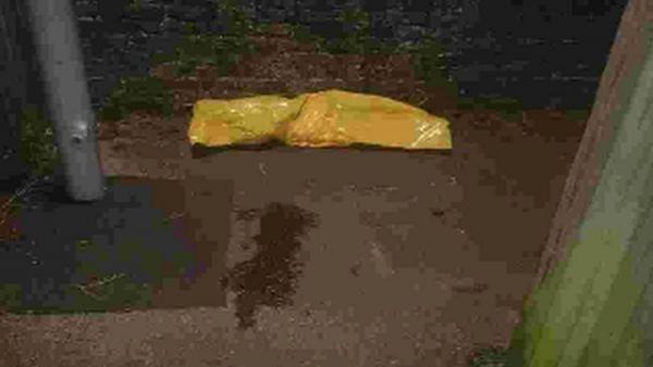 porpoise 2
