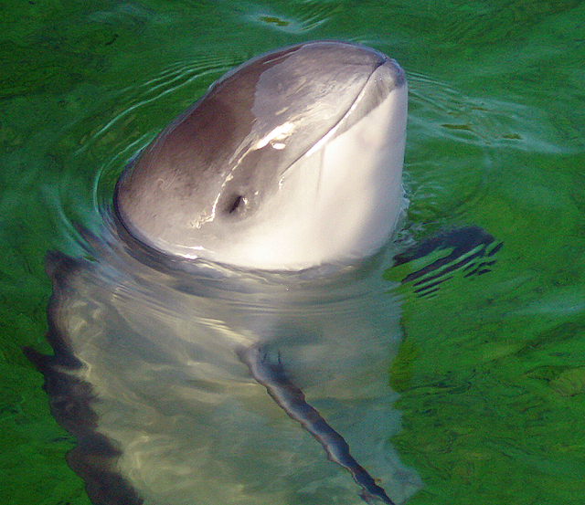porpoise