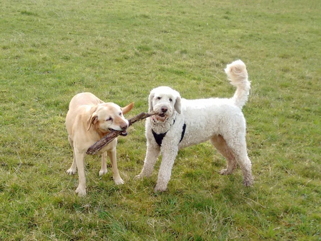 Sniffer Dogs At The Ready