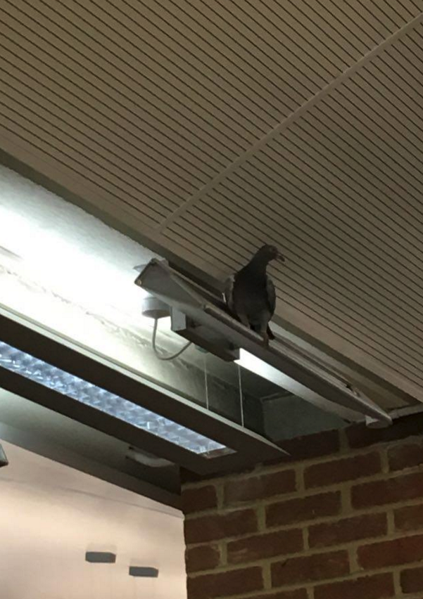 pigein