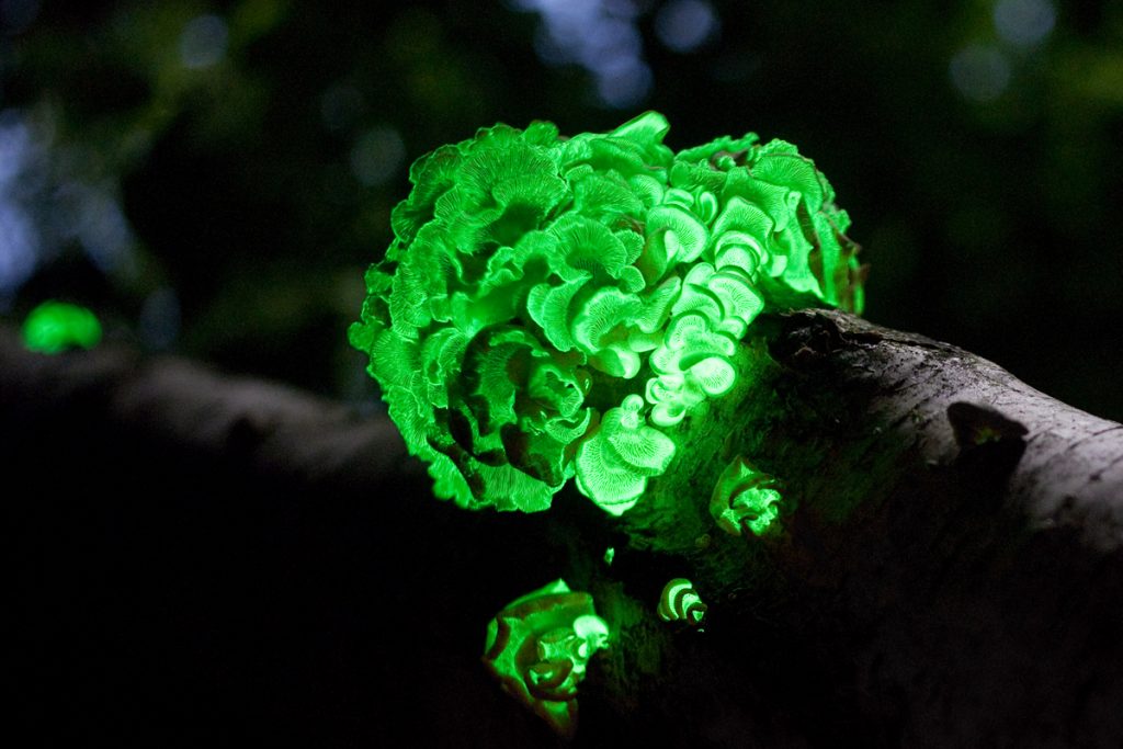 Natural glow stick.