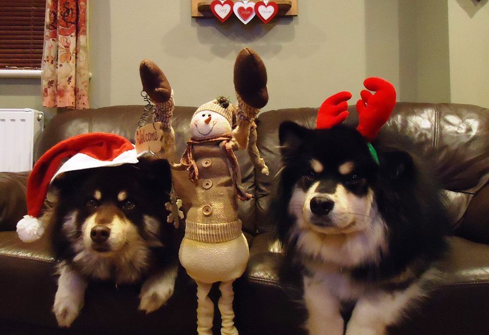 Image may contain: Husky, Pet, Mammal, Dog, Chihuahua, Canine, Animal, Toy, Teddy Bear