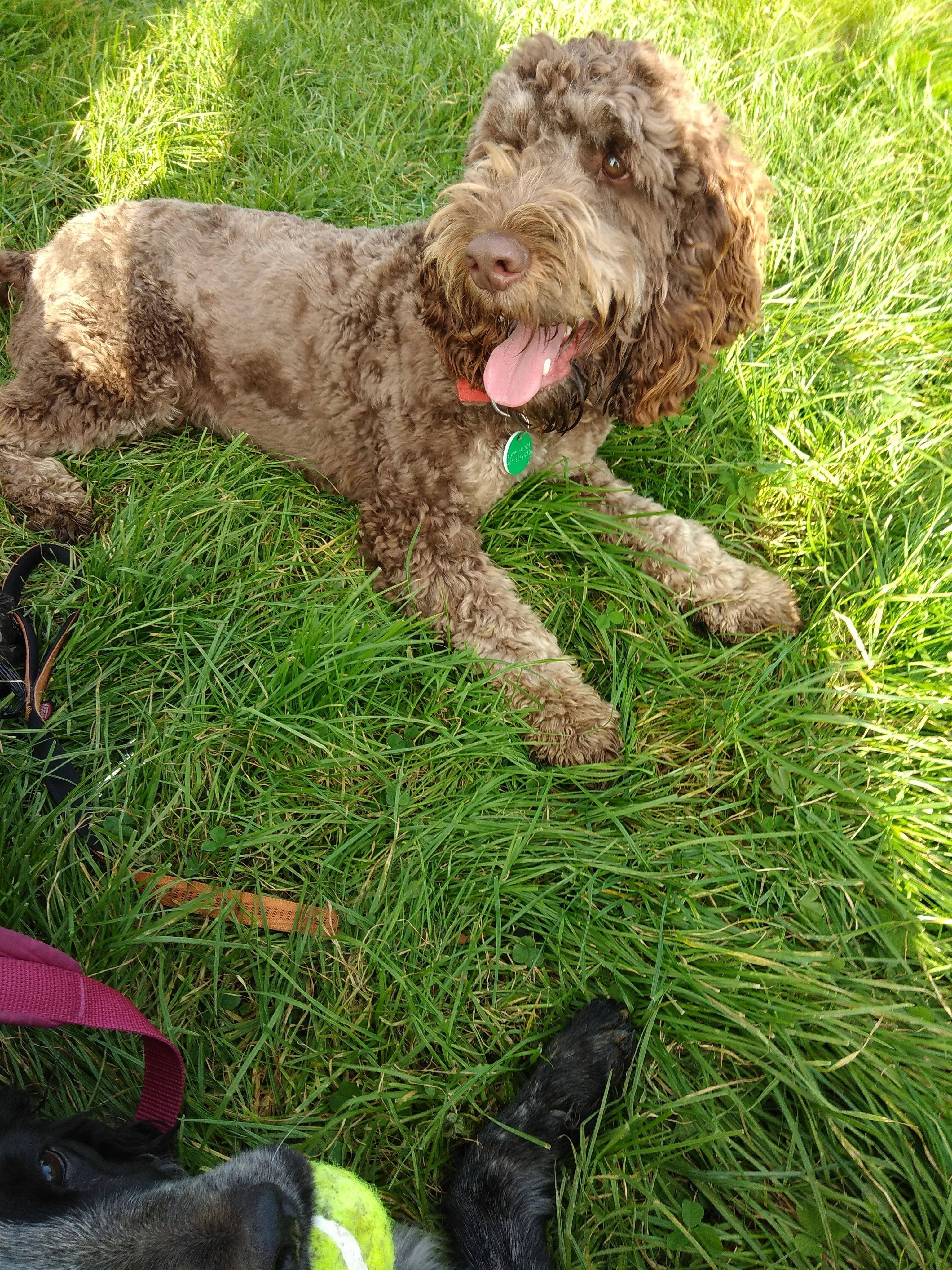 Image may contain: Terrier, Poodle, Pet, Mammal, Dog, Canine, Animal