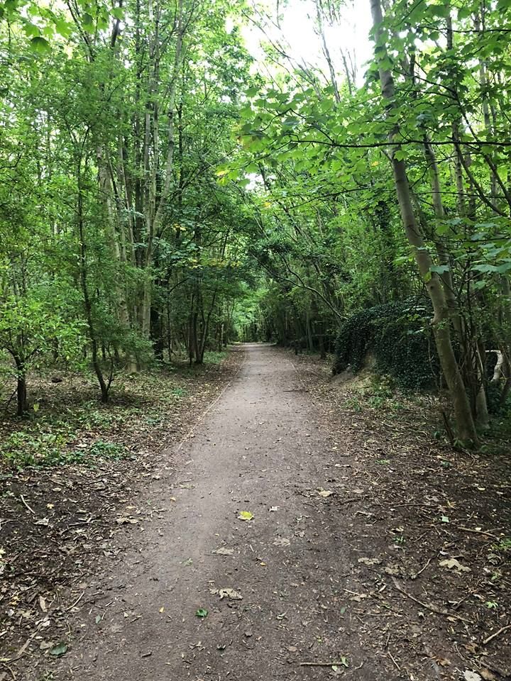Image may contain: Rainforest, Sycamore, Oak, Vegetation, Tree, Outdoors, Nature, Land, Jungle, Forest, Vine, Plant, Flora, Trail, Path