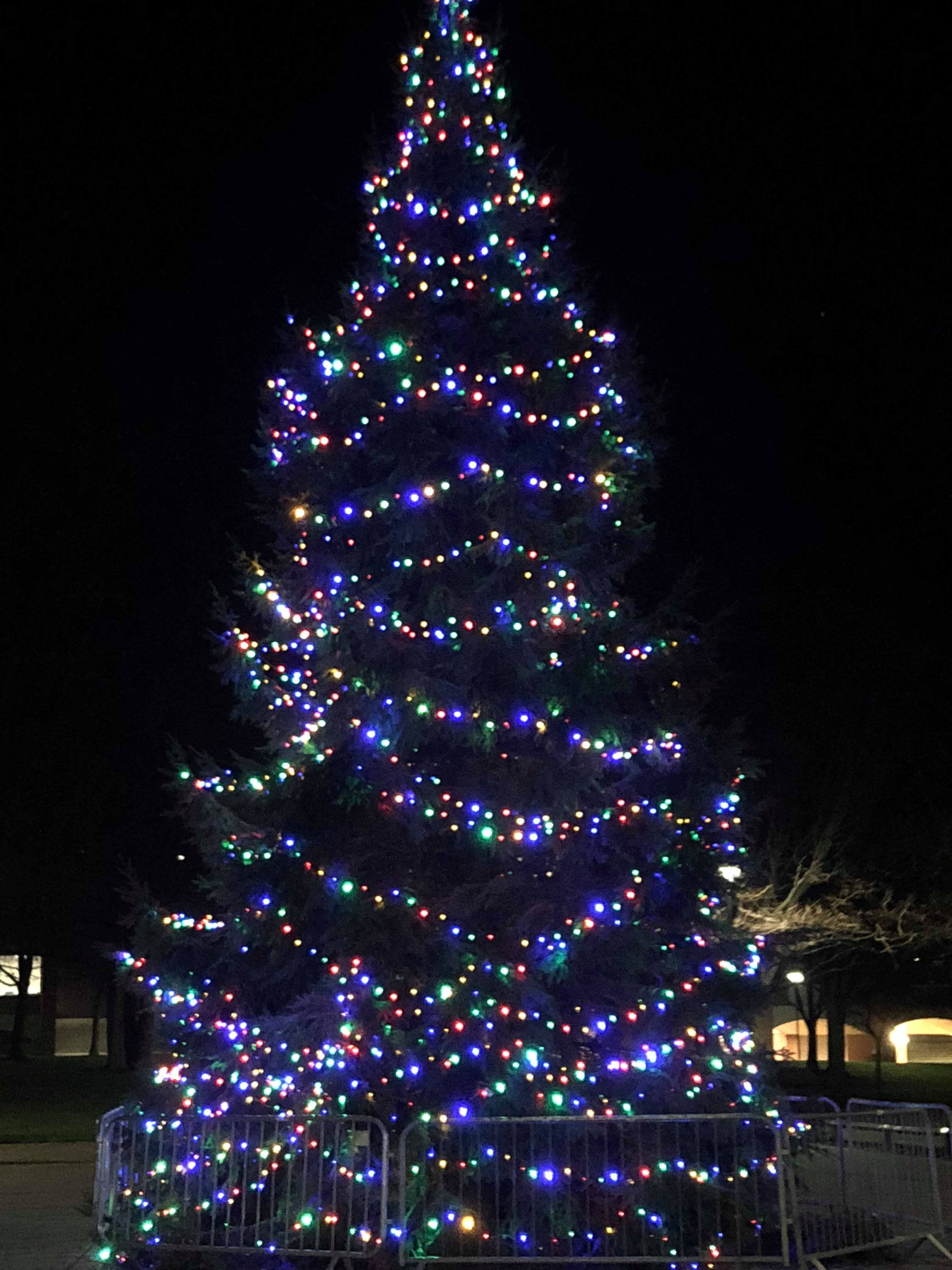 Image may contain: Ornament, Tree, Christmas Tree, Plant