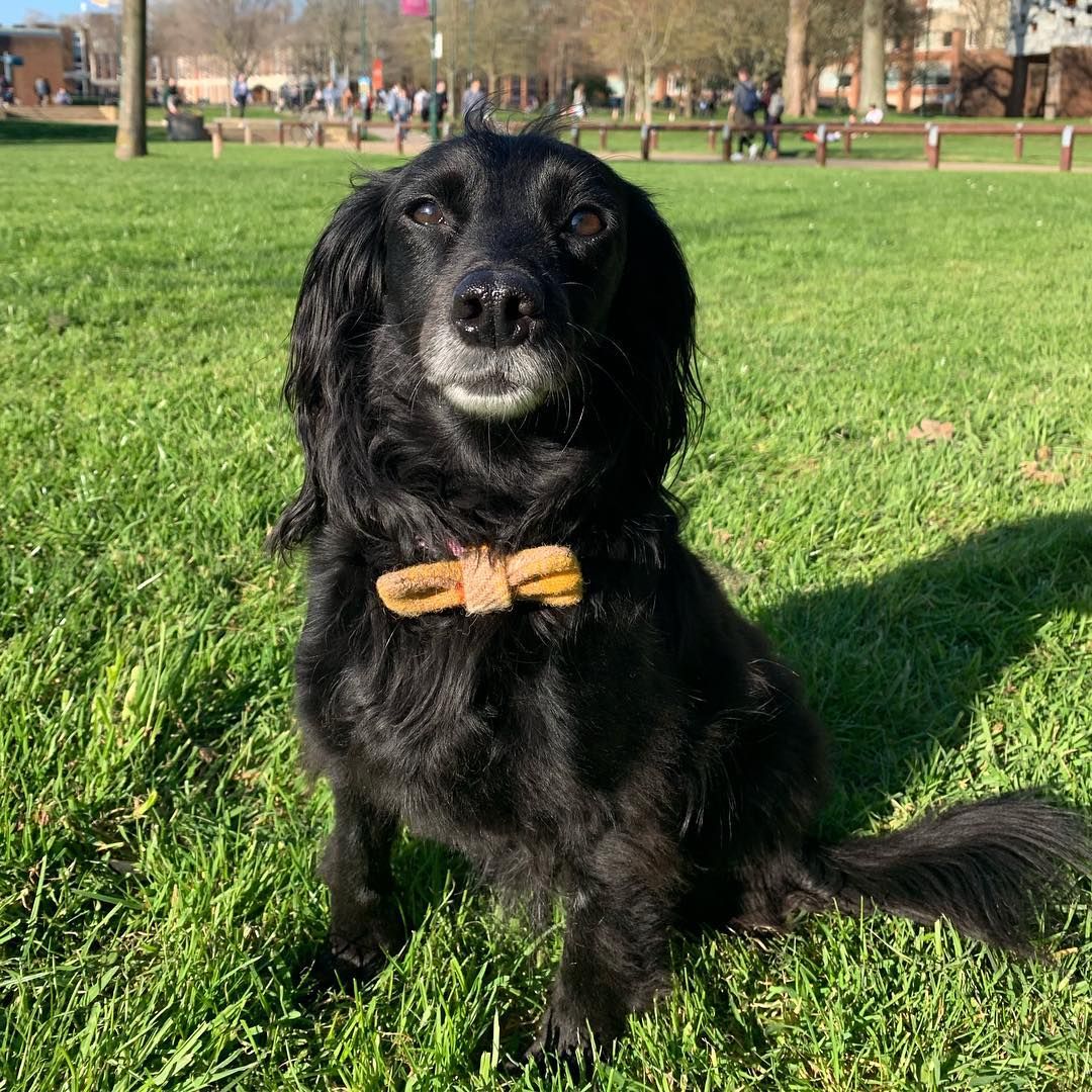 Image may contain: Cocker Spaniel, Spaniel, Human, Person, Plant, Grass, Pet, Dog, Animal, Mammal, Canine