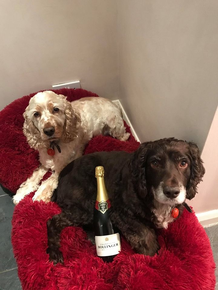 Image may contain: Wine, Cocker Spaniel, Spaniel, Drink, Alcohol, Beverage, Bottle, Animal, Puppy, Dog, Pet, Canine, Mammal, Furniture, Couch