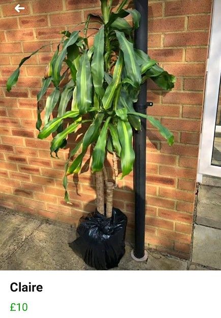 Image may contain: Leaf, Vegetation, Vase, Pottery, Potted Plant, Jar, Tree, Plant, Brick