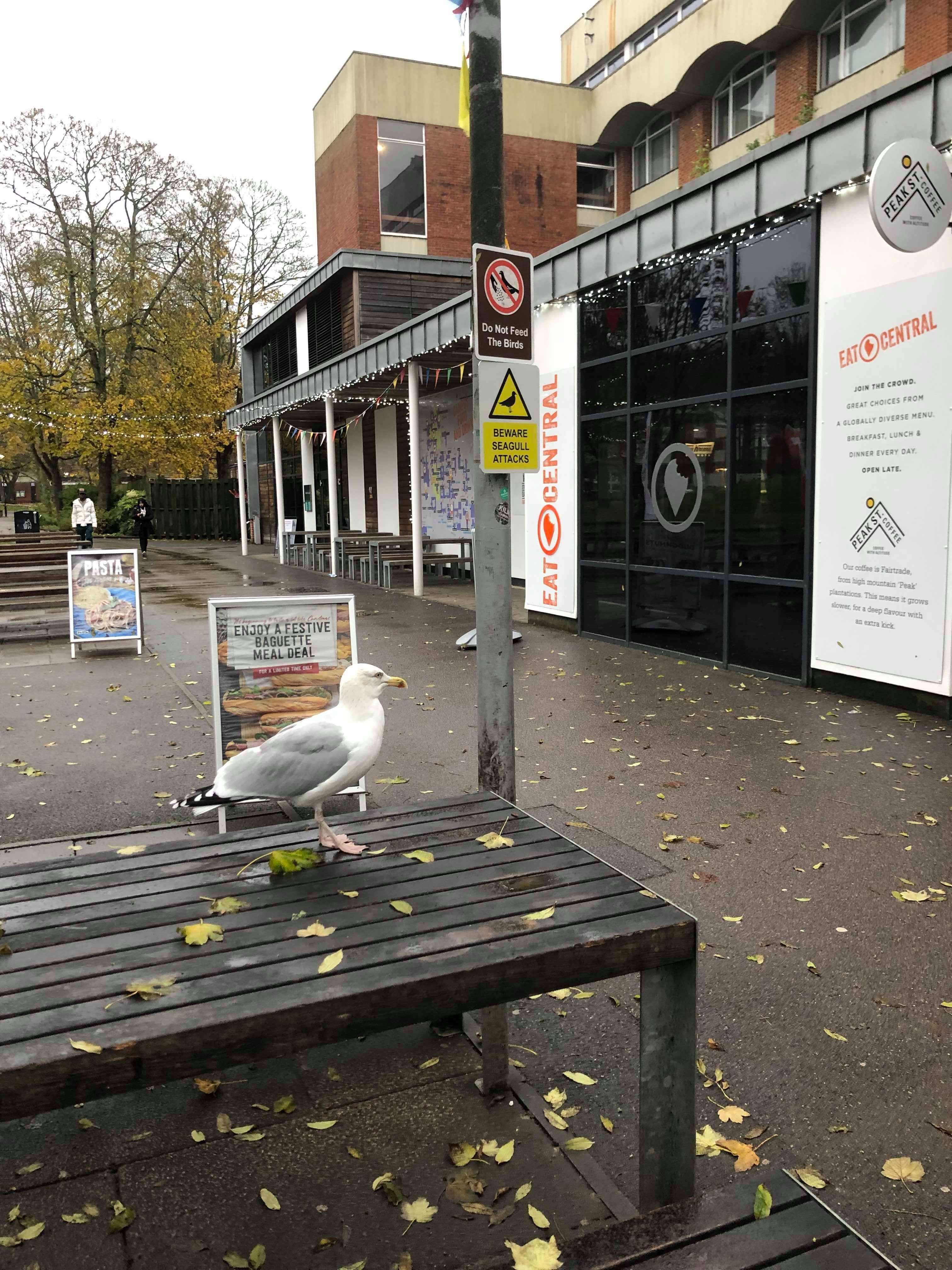 Image may contain: Urban, Handrail, Banister, Furniture, Bench, Road, Tarmac, Asphalt, Seagull, Person, Human, Bird, Animal