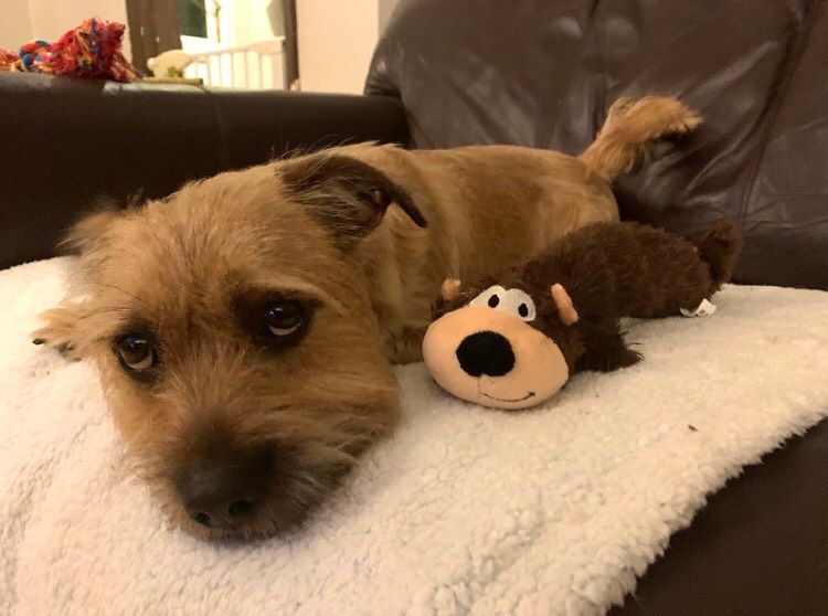 Image may contain: Terrier, Dog, Canine, Animal, Pet, Mammal, Furniture, Couch