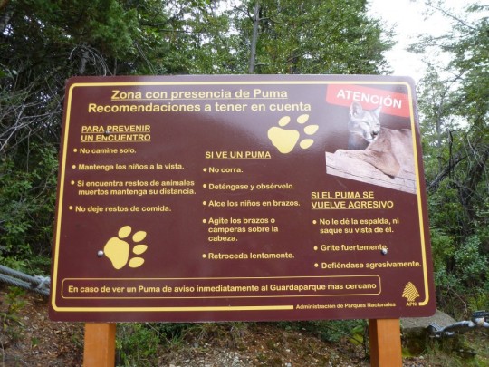 How to defend yourself agaisnt a puma - a common sign in Patagonia
