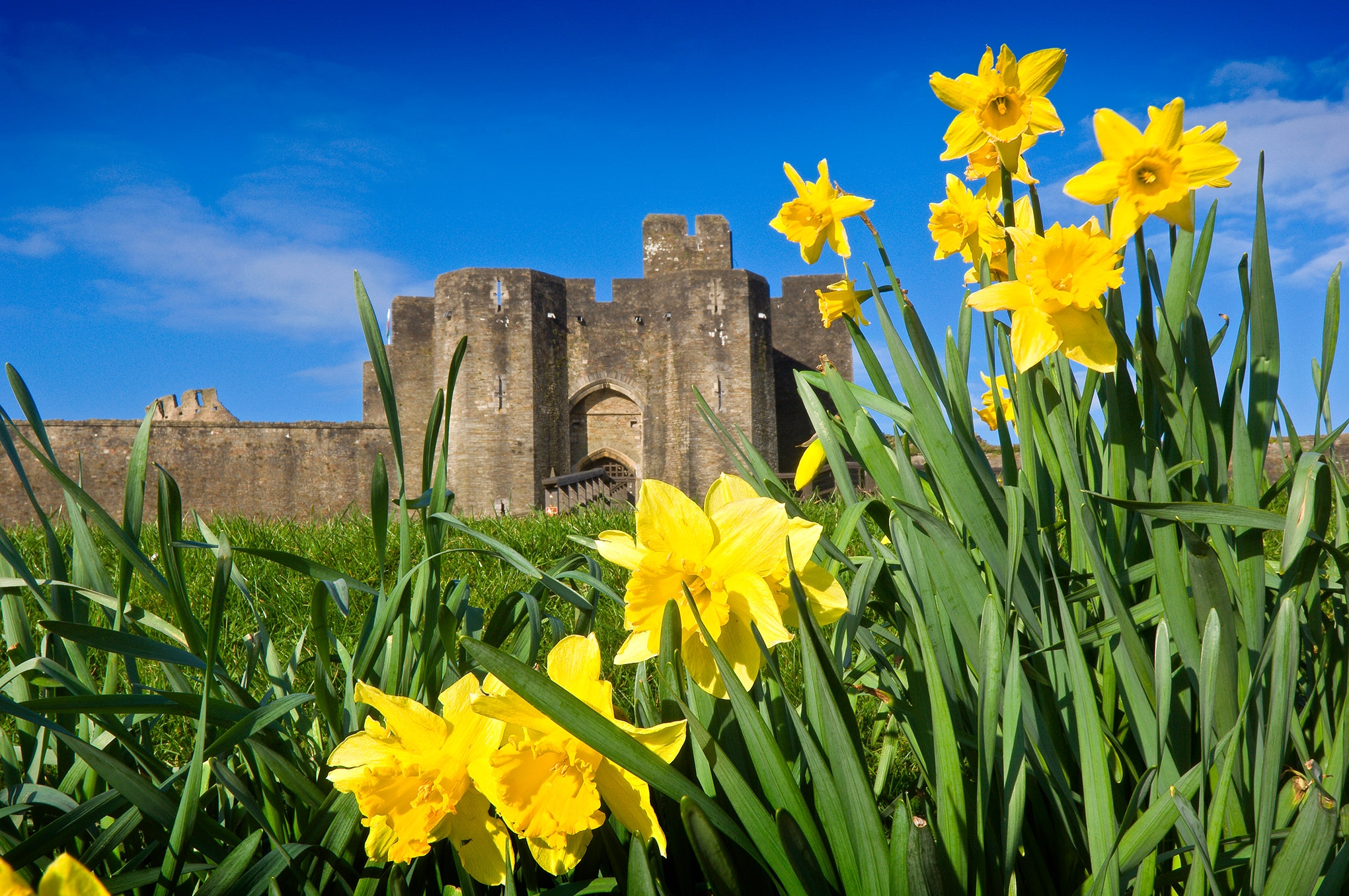 Happy St David's Day!