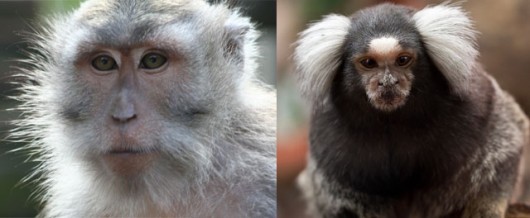monkeys
